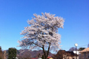 よりいっそう特別になった桜の花